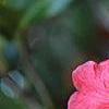 Camellia japonica 'Lady Vansittart Red', flowers