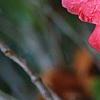 Camellia japonica 'Lady Vansittart Red', flowers