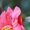 Camellia japonica 'Lady Vansittart Red', flowers