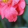 Camellia japonica 'Lady Vansittart Red', flowers