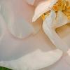 Camellia 'Spring Mist', flowers