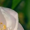Camellia 'Spring Mist', flowers
