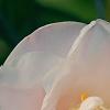Camellia 'Spring Mist', flowers