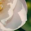 Camellia 'Spring Mist', flowers