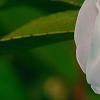 Camellia 'Spring Mist', flowers