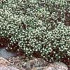 Daphne alpina, habit