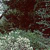 Daphne alpina, habit