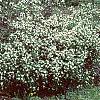 Daphne alpina, habit