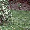Daphne alpina, habit
