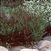 Daphne alpina, habit