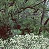 Daphne alpina, habit