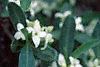 Daphne alpina, flowers