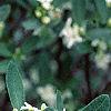 Daphne alpina, flowers