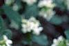 Daphne alpina, flowers