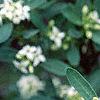 Daphne alpina, flowers