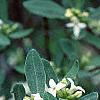 Daphne alpina, flowers