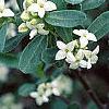Daphne alpina, flowers