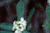 Daphne alpina, flowers