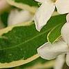Daphne x burkwoodii 'Carol Mackie', flowers