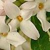 Daphne x burkwoodii 'Carol Mackie', flowers
