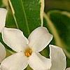 Daphne x burkwoodii 'Carol Mackie', flowers