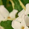 Daphne x burkwoodii 'Carol Mackie', flowers