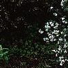 Daphne x burkwoodii 'Somerset', habit