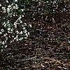 Daphne x burkwoodii 'Somerset', habit