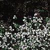 Daphne x burkwoodii 'Somerset', habit
