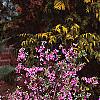 Daphne genkwa, habit