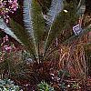 Daphne genkwa, habit