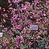 Daphne genkwa, habit