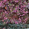 Daphne genkwa, habit