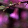 Daphne genkwa, flowers