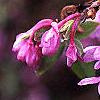 Daphne genkwa, flowers