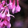 Daphne genkwa, flowers