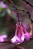 Daphne genkwa, flowers
