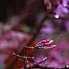 Daphne genkwa, flowers