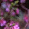 Daphne genkwa, flowers