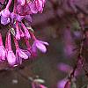 Daphne genkwa, flowers