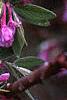 Daphne genkwa, flowers