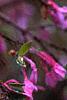 Daphne genkwa, flowers