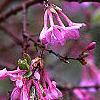 Daphne genkwa, flowers