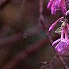 Daphne genkwa, flowers