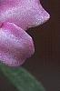 Daphne 'Lawrence Crocker', flowers