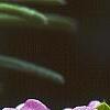 Daphne 'Lawrence Crocker', flowers