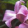 Daphne 'Lawrence Crocker', flowers