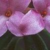 Daphne 'Lawrence Crocker', flowers