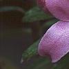 Daphne 'Lawrence Crocker', flowers