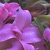 Daphne 'Lawrence Crocker', flowers